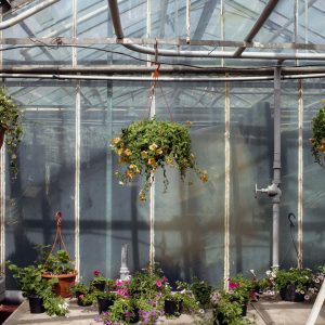 Professional Home Greenhouse Workflow System