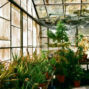 Light Mastery for Indoor Greenhouses